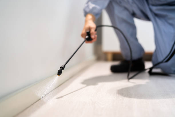 Licensed Ant Control service in Capitol Heights, MD - Nex Pest Control